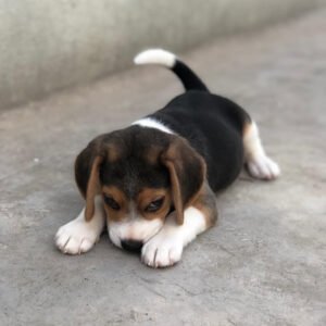 Bruno